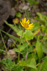 Arnica unalaschcensis
