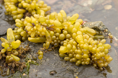 Halosaccion glandiforme