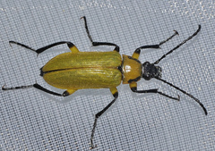 Proctenius granatensis