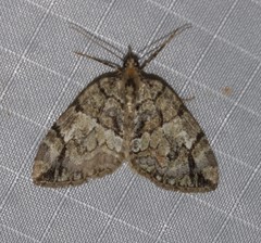 Hydriomena divisaria