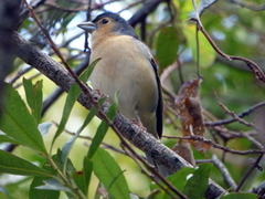 Fringilla coelebs canariensis