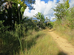 Viguierella madagascariensis image