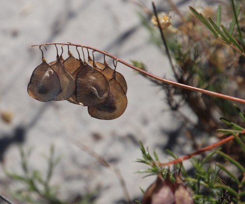 Image of Lessertia herbacea by (c) Tony Rebelo, some rights reserved (CC BY-SA)