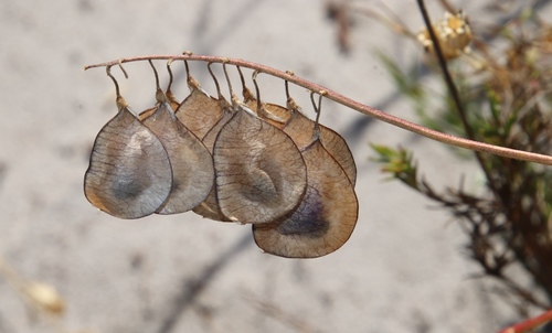 Image of Lessertia herbacea by (c) Tony Rebelo, some rights reserved (CC BY-SA)