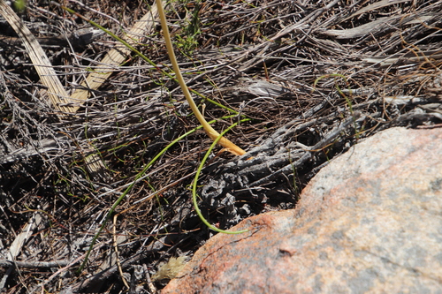 Albuca fragrans