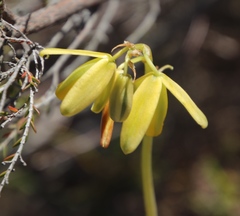 Albuca fragrans