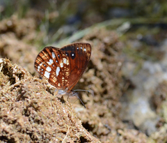 Lymanopoda labda labda