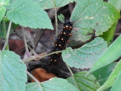 Lepidoptera
