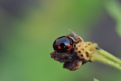 Cheilomenes sexmaculata