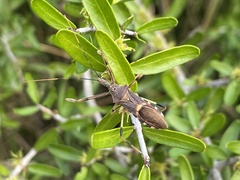 Zelus janus