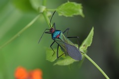 Sphictyrtus sumtuosus