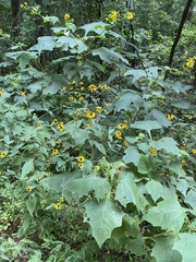 Smallanthus uvedalia