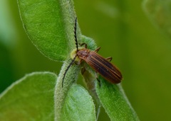 Coleoptera