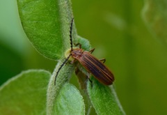 Coleoptera