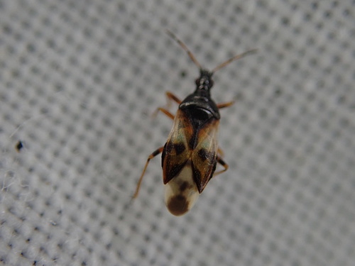 Common Flowerbug photo 2