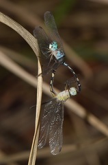 Libellulidae
