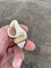 Trophon geversianus