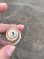 Trophon geversianus