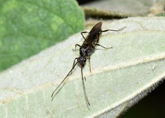 Hymenoptera