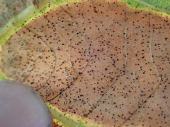 Corythucha confraterna