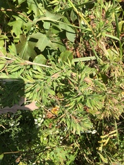 Dichanthelium dichotomum