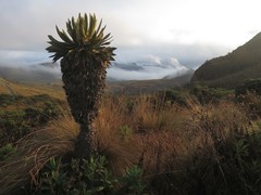 Espeletia hartwegiana