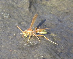 Polistes dorsalis californicus