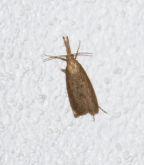 Donacaula maximellus