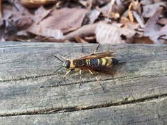 Eriotremex formosanus