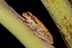 Smilisca phaeota