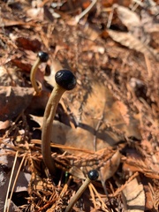 Ophiocordycipitaceae