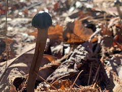 Ophiocordycipitaceae