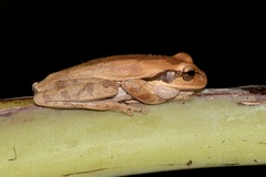 Smilisca phaeota