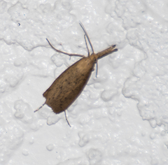 Donacaula maximellus
