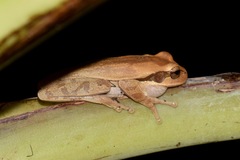 Smilisca phaeota