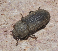 Sclerum armatum