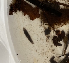 Continenticola