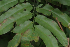 Coniogramme intermedia