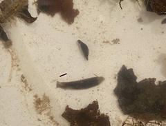 Continenticola