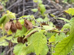 Urvillea ulmacea