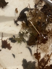 Continenticola