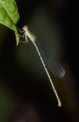 Coenagrionidae