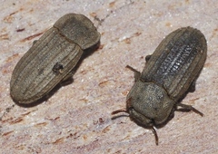 Sclerum armatum