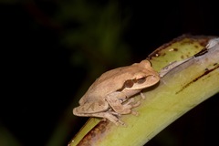 Smilisca phaeota