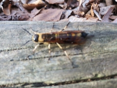 Eriotremex formosanus