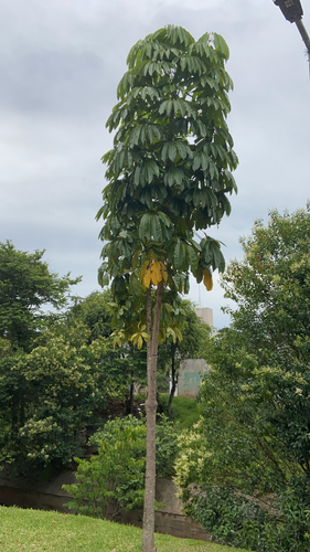 Australian Umbrella Tree