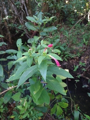 Centropogon cornutus