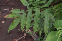 Coniogramme intermedia