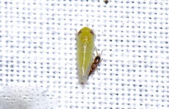 Cicadellidae