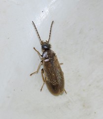 Scraptia dubia